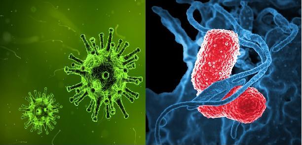 Bakteri ve Virüs Nedir?